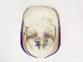 Acrotriches sitkaensis